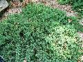 Dwarf Japanese Garden Juniper / Juniperus procumbens 